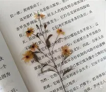 熊猫tv入口 熊猫tv入口